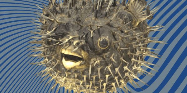 Puffer fish 3D scan