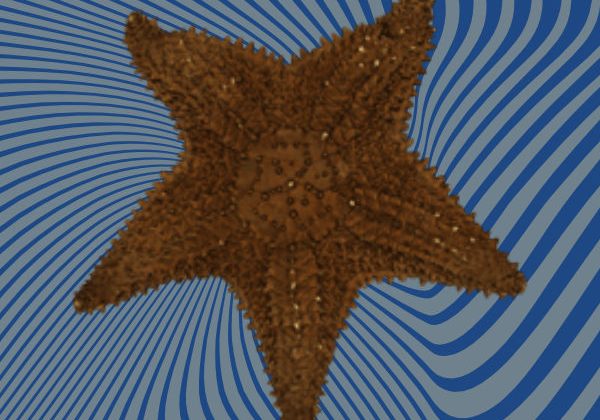 Starfish 3D scan