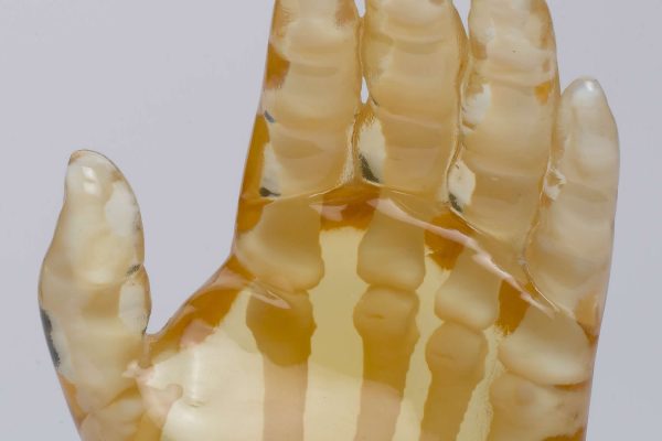 Translucent medical hand model